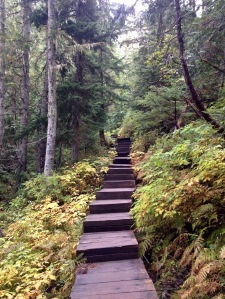 A staircase through the forest.