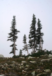 Thin alpine trees